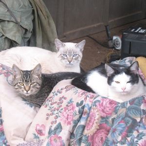 Meet your Posher, Jo ann